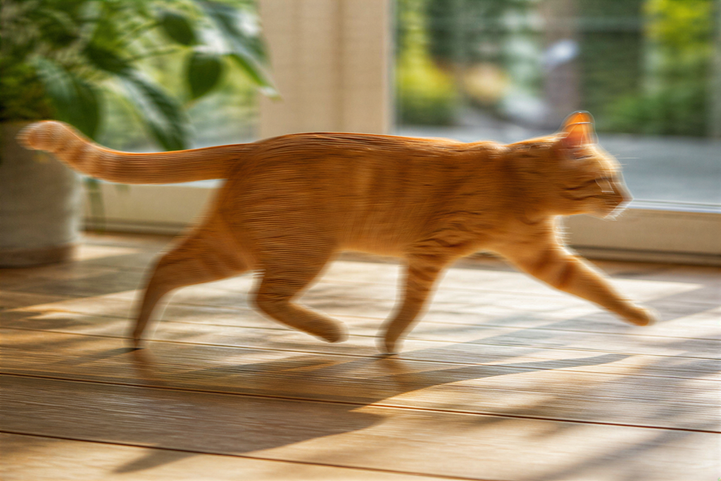 The estimated reconstruction: the static scene recovers, the cat keeps its smear