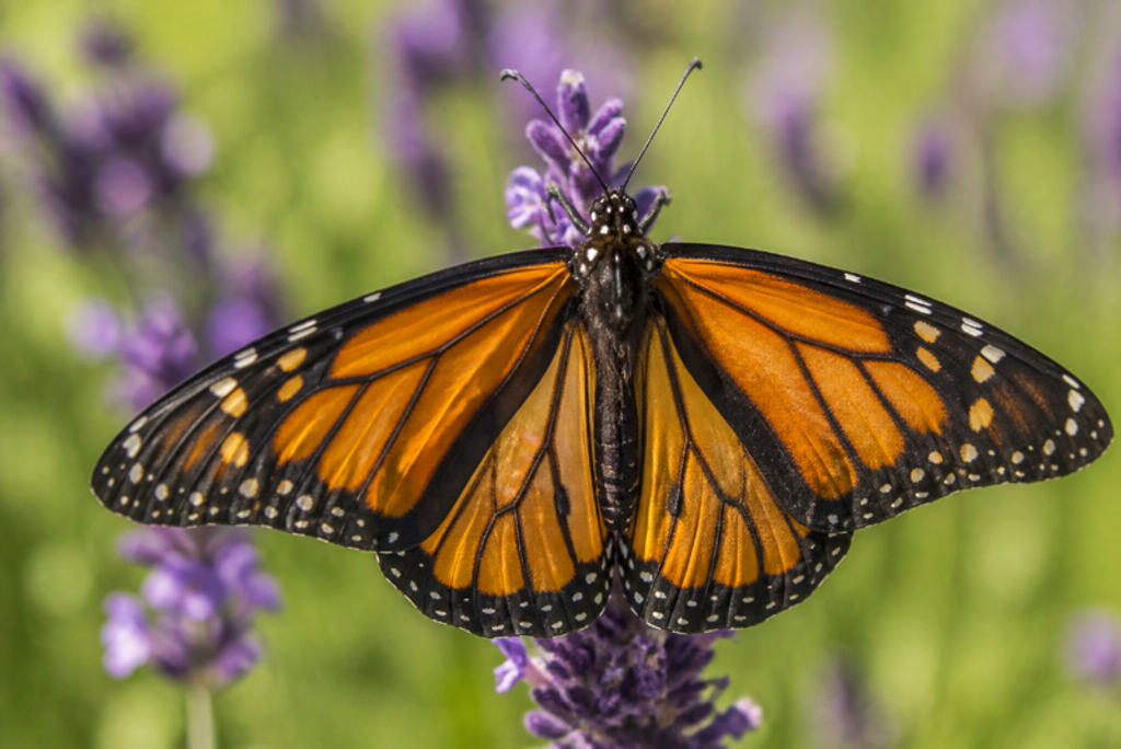 A 0.4-megapixel butterfly photo stretched to display size, wing detail gone soft